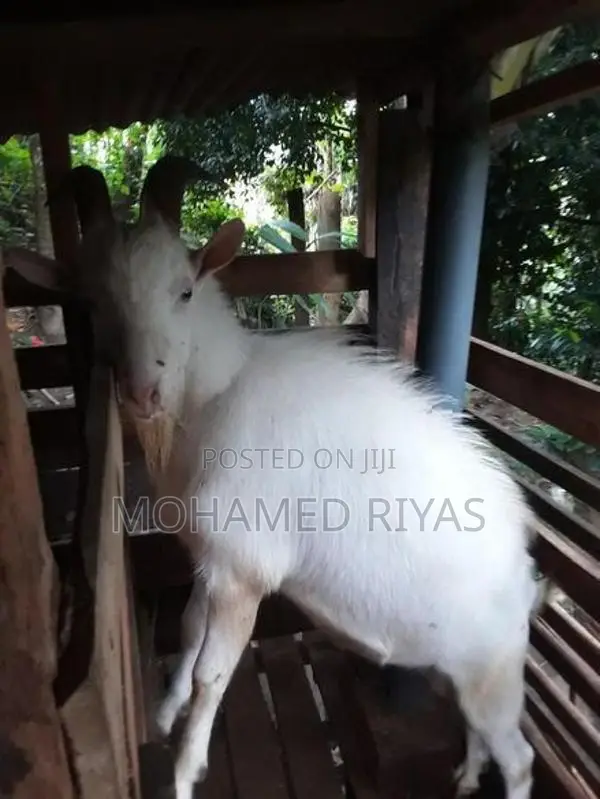 Goat Shanan