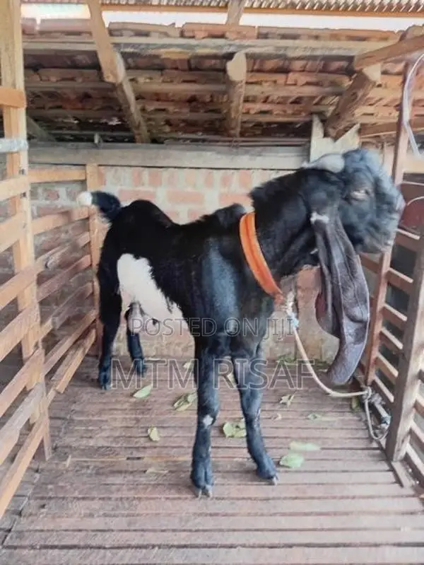Jamnapari Goat Male