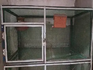 Birds Cage