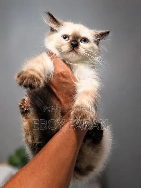 Persian Cat