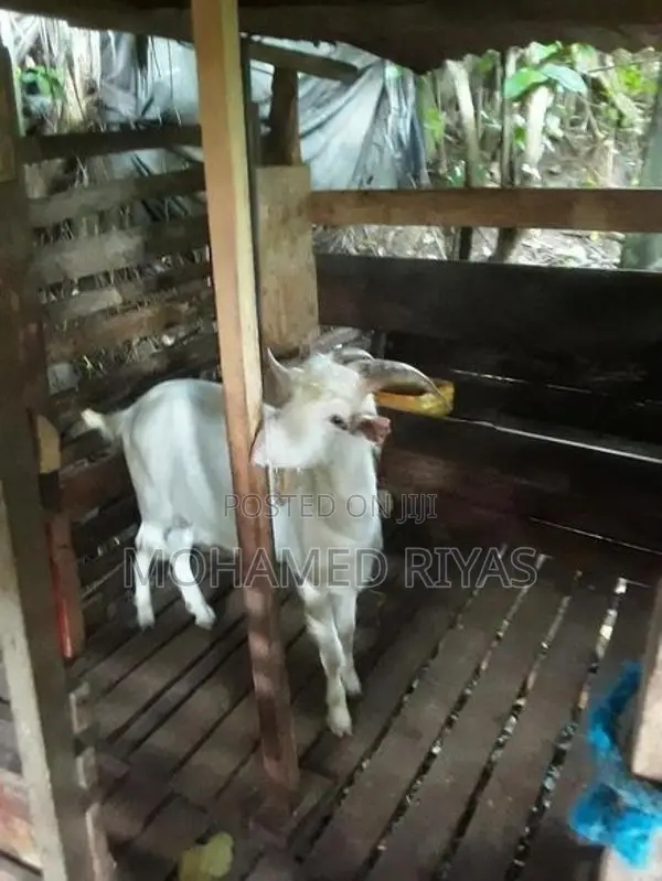 Goat Shanan