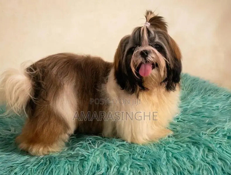 Shih Tzu Male Puppy