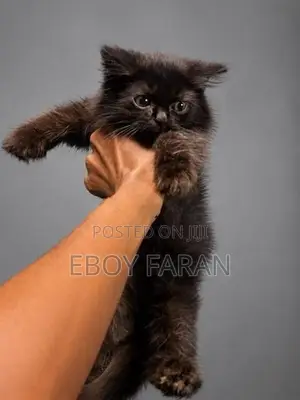 Persian Cat
