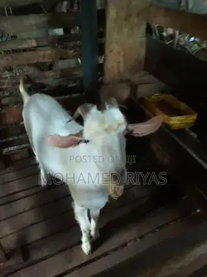 Goat Shanan