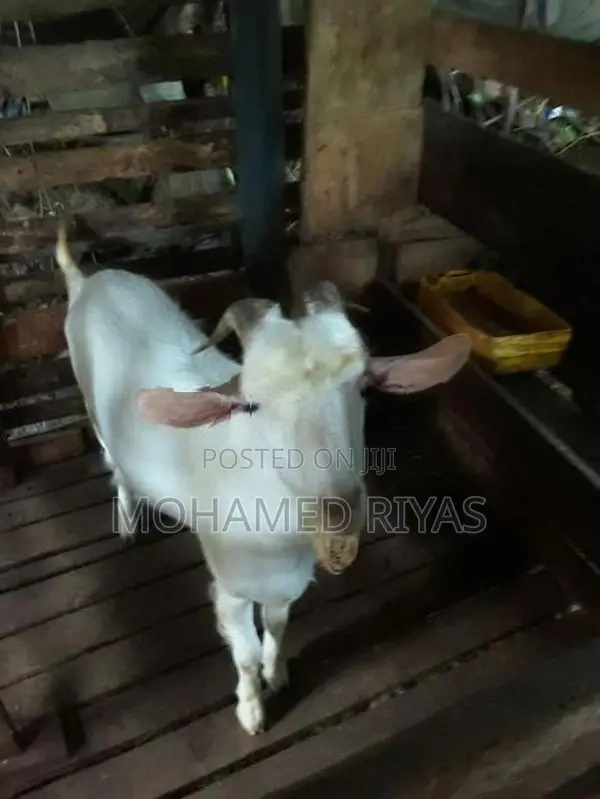 Goat Shanan