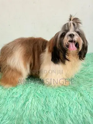 Shih Tzu Male Puppy