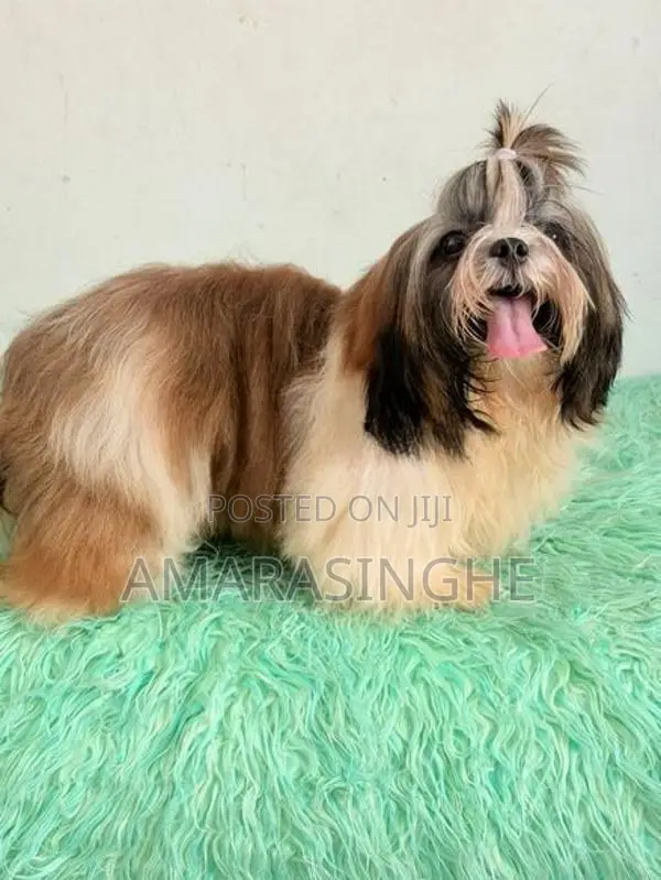 Shih Tzu Male Puppy