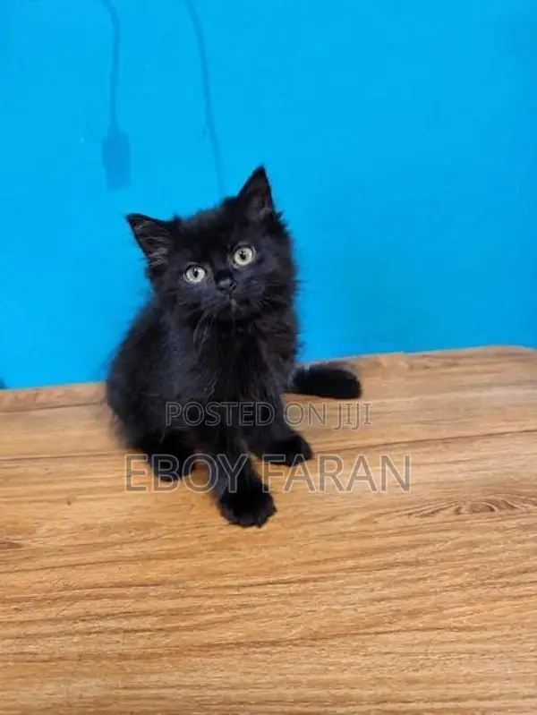 Persian Cat