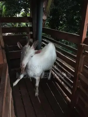 Goat Shanan