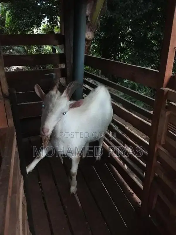 Goat Shanan