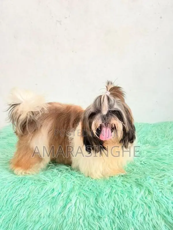 Shih Tzu Male Puppy
