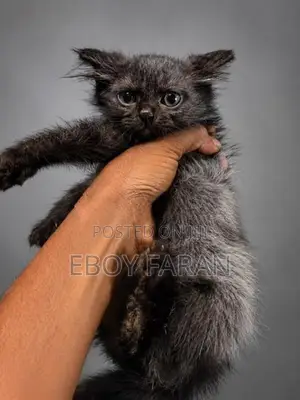 Persian Cat