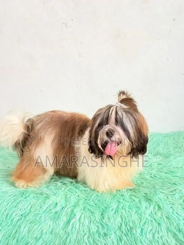 Shih Tzu Male Puppy