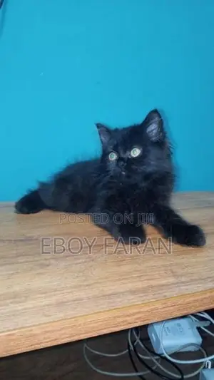 Persian Cat