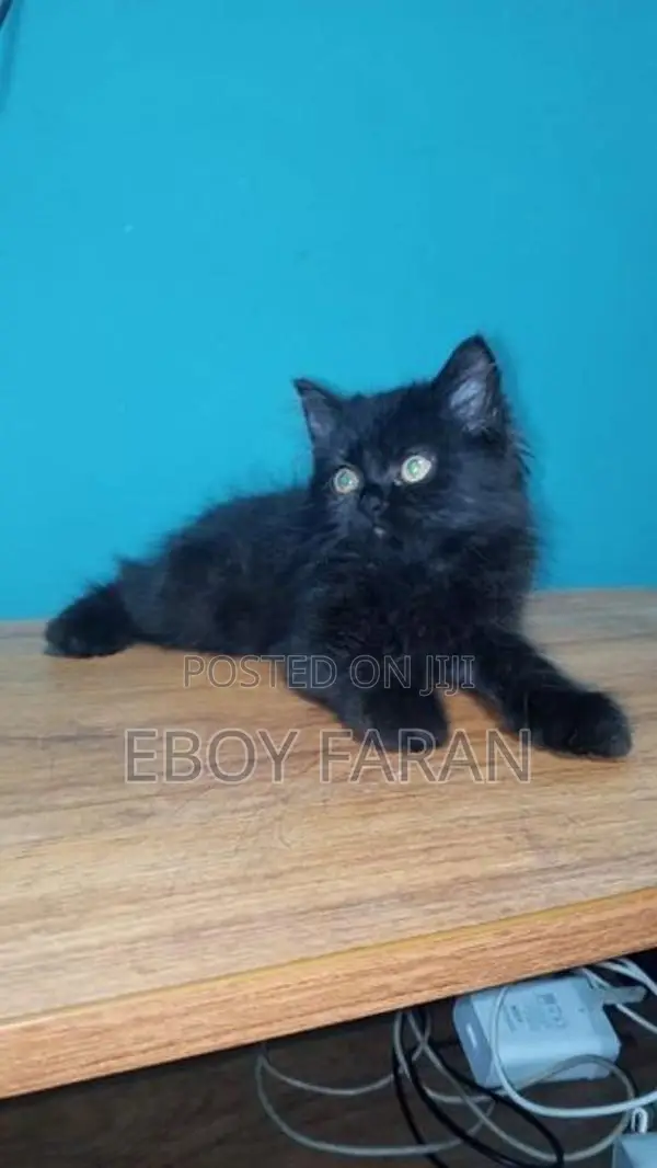 Persian Cat
