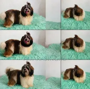 Shih Tzu Male Puppy