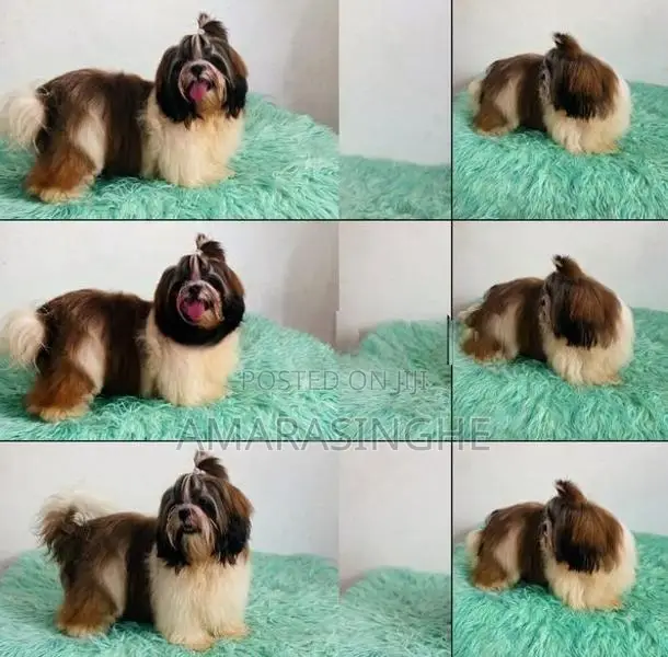 Shih Tzu Male Puppy