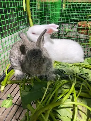 Rabbits