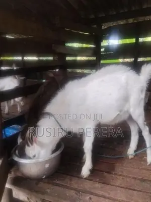 Saanen Goat