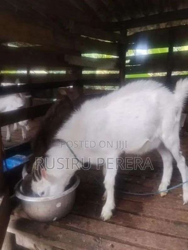 Saanen Goat