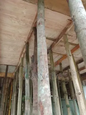 සැටලිම ක්