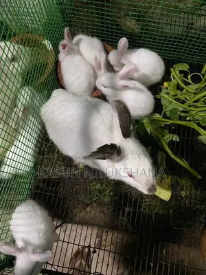 Rabbits