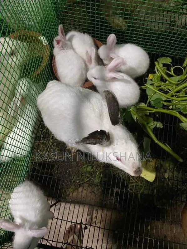 Rabbits
