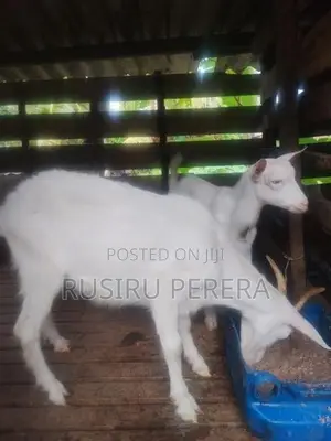 Saanen Goat