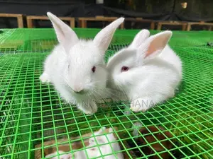 Rabbits