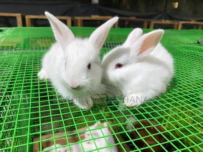 Rabbits