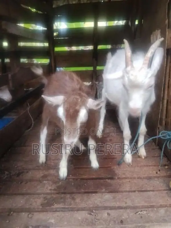 Saanen Goat