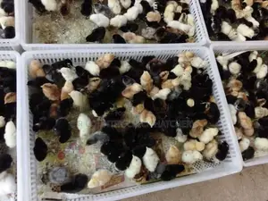 ஊர் கோழி குஞ்சு