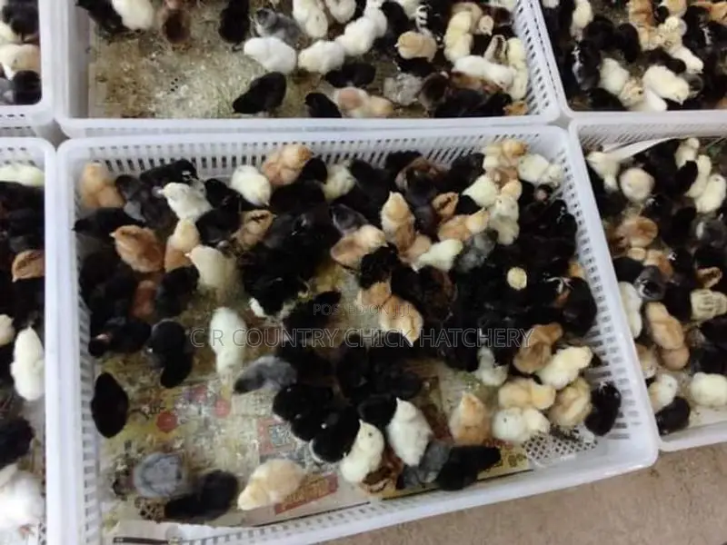 ஊர் கோழி குஞ்சு