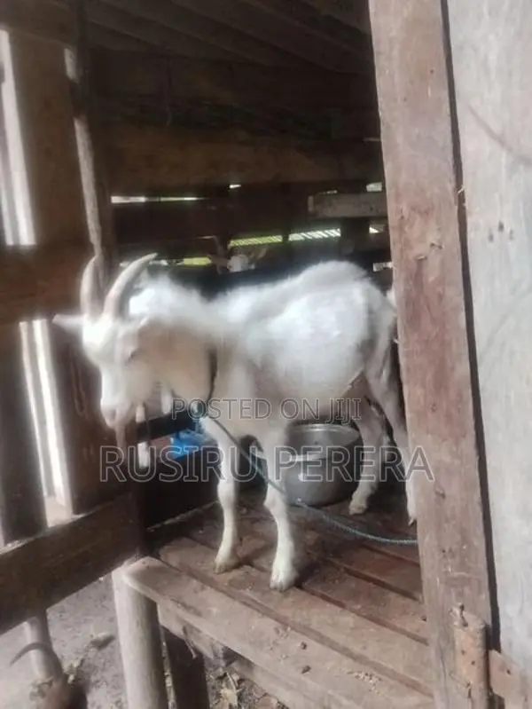 Saanen Goat