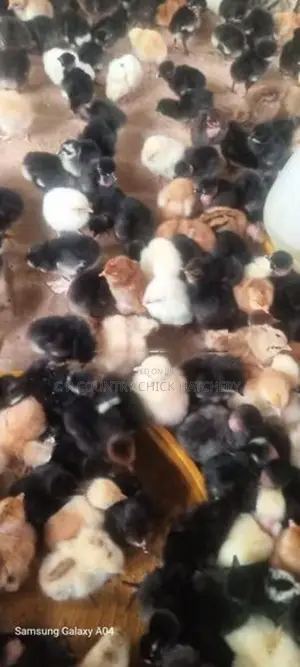 ஊர் கோழி குஞ்சு