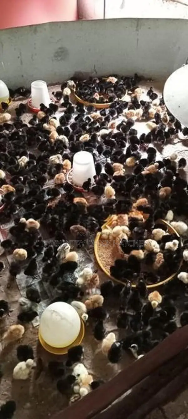 ஊர் கோழி குஞ்சு