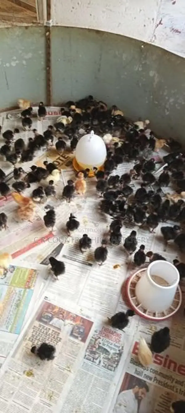 ஊர் கோழி குஞ்சு