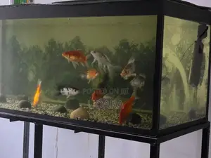 අගල් 5 කාෆ් මසුන්