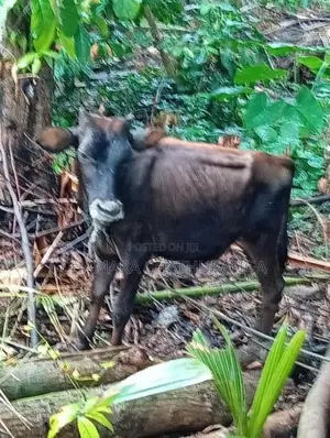 Farm Cow