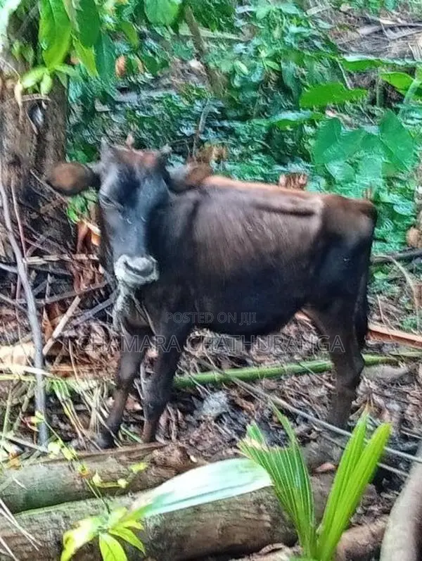 Farm Cow