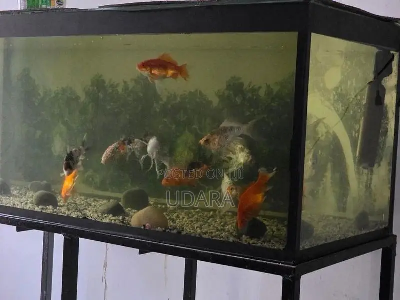 අගල් 5 කාෆ් මසුන්