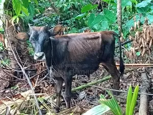 Farm Cow