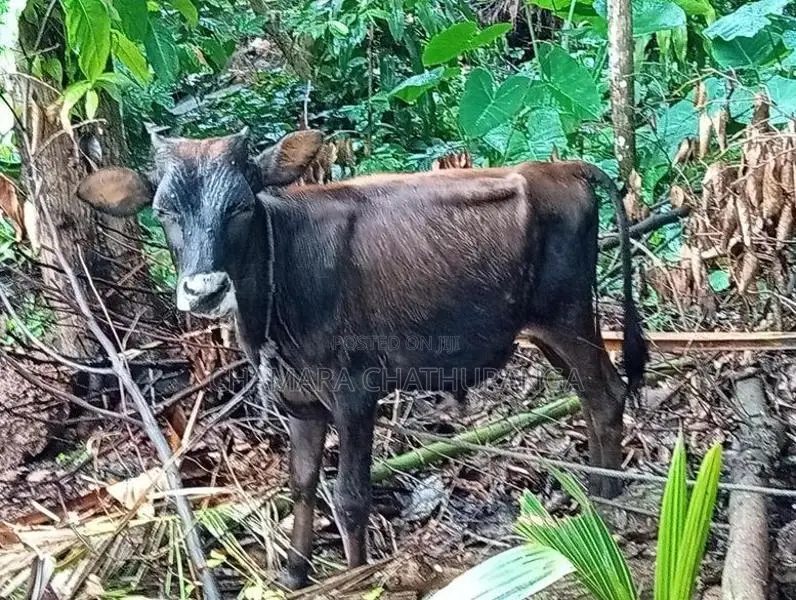 Farm Cow