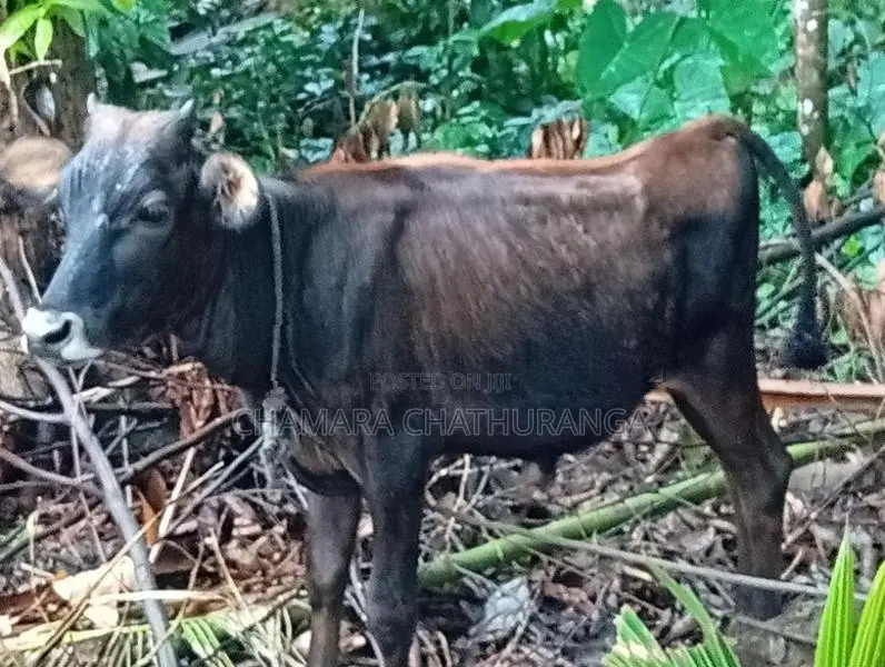 Farm Cow