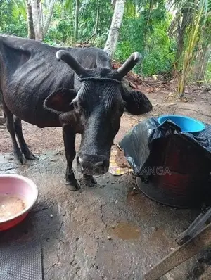 Farm Cow