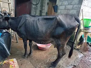 Farm Cow
