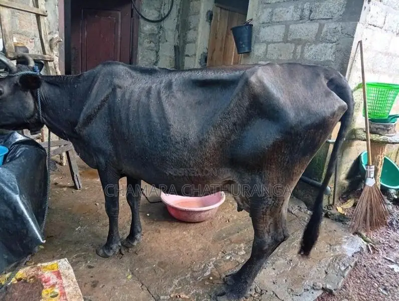 Farm Cow