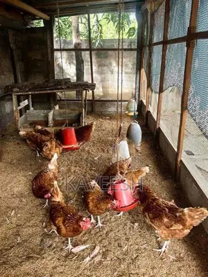 RIR කිකිළියන්