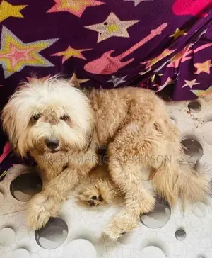 Shih Tzu Puppy