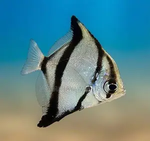 Mono Angel Fish